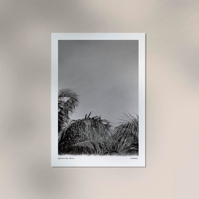 Tropical Trees Mexico Poster – Fine Art Print Patroa Studio