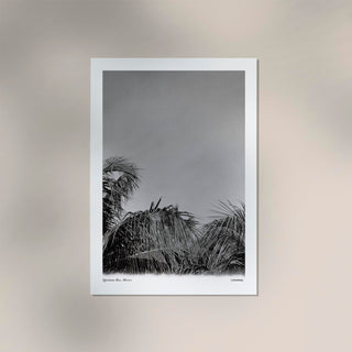 Tropical Trees Mexico Poster – Fine Art Print | Canvas | Wandkunst