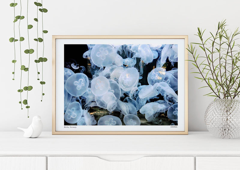 Jellyfish in Berlin – Fine Art Print Cannanas S Size — Patroa Studio