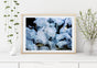 Jellyfish in Berlin – Fine Art Print Cannanas S Size