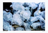 Jellyfish in Berlin – Fine Art Print Cannanas S Size — Ansicht 2
