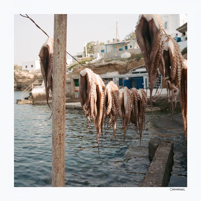 Greek Octopus by Cannanas – Kunstdruck auf Archivpapier — Ansicht 4
