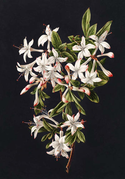 Branch of Azaleas in Bloom – Botanischer Druck Fine Art Canvas