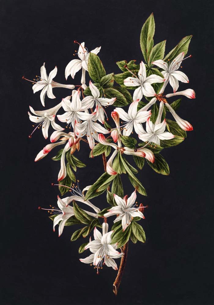 Branch of Azaleas in Bloom – Botanischer Druck Fine Art Canvas — Ansicht 4
