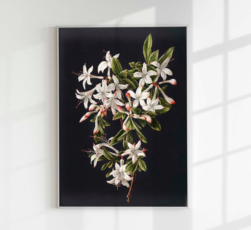 Branch of Azaleas in Bloom – Botanischer Druck Fine Art Canvas — Patroa Studio