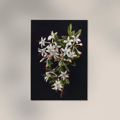 Branch of Azaleas in Bloom – Botanischer Druck Fine Art Canvas