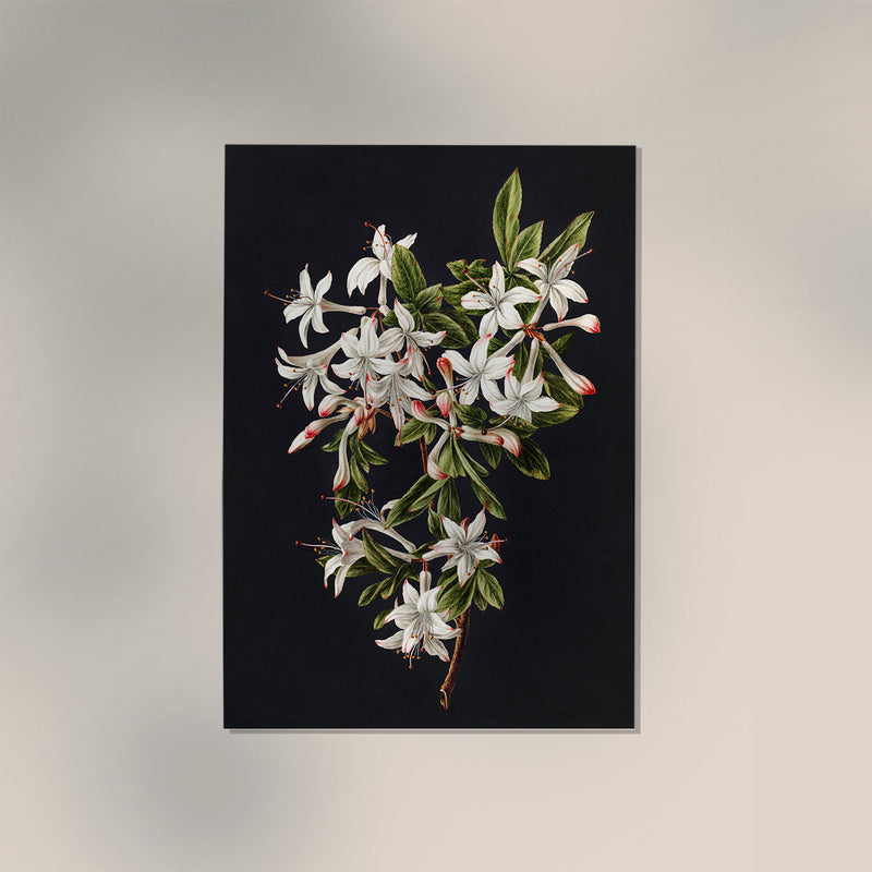 Branch of Azaleas in Bloom – Botanischer Druck Fine Art Canvas — Ansicht 3