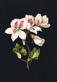 Pelargonium album bicolor – Botanical art print by M. de Gijselaar — Ansicht 4