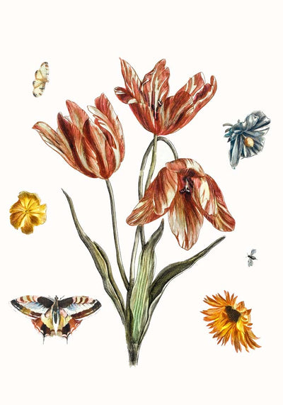 Flowers, butterflies and a fly – Botanical art print by Johan Teyler