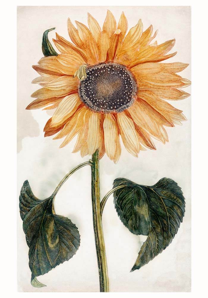 Sunflower by Johan Teyler Botanical Poster – Kunstdruck auf Feingrafie-Papier — Ansicht 4