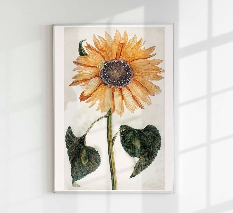 Sunflower by Johan Teyler Botanical Poster – Kunstdruck auf Feingrafie-Papier — Patroa Studio