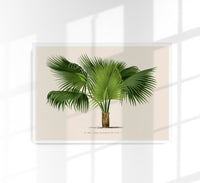 Sabal Blackburniana Fine Art Print – Botanical Illustration Tropical Palm — Ansicht 1