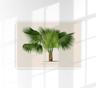 Sabal Blackburniana Fine Art Print mit detailreicher botanischer Illustration, sanften Grüntönen und hochwertigem Giclée-Pigmentdruck für tropisch inspirierte Räume
