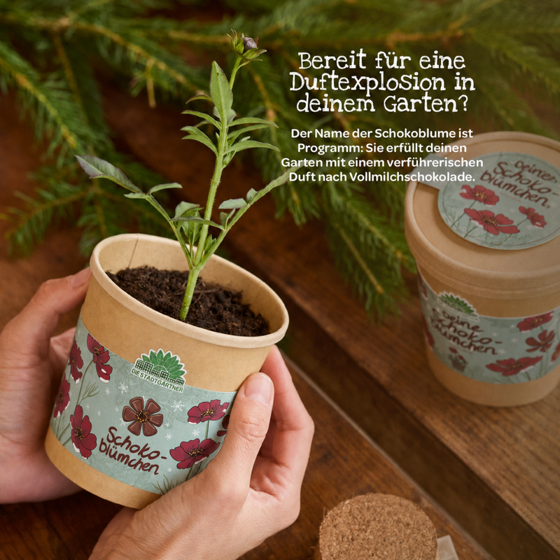 Chocolate Flower Growing Kit – Fragrant blooms in a cup — Ansicht 7