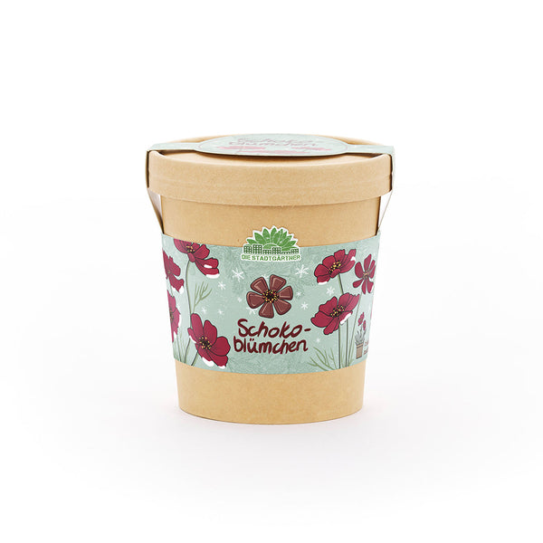 Chocolate Flower Growing Kit – Fragrant blooms in a cup