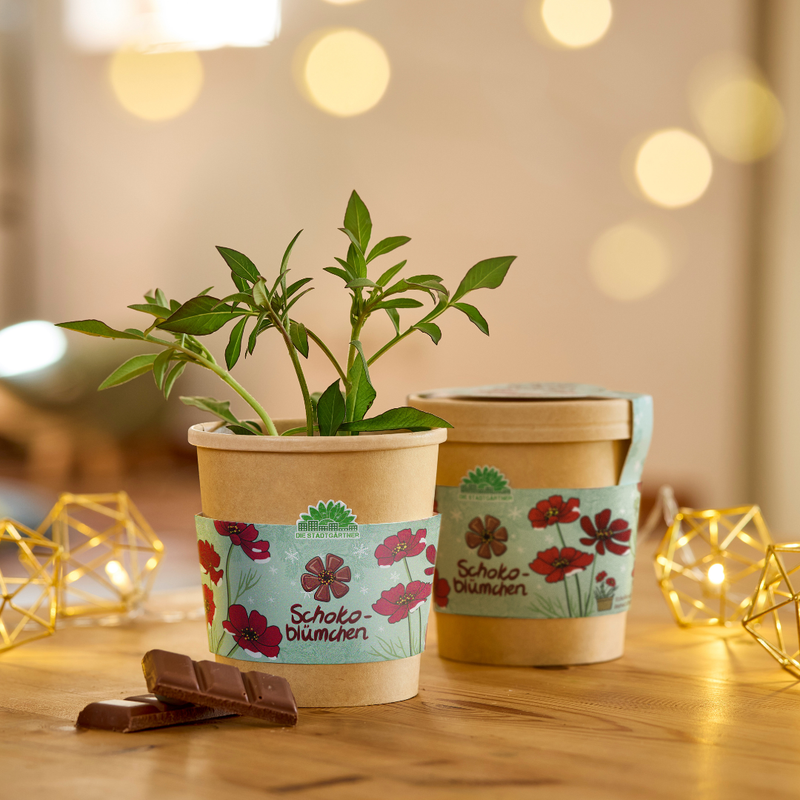 Chocolate Flower Growing Kit – Fragrant blooms in a cup — Die Stadtgärtner