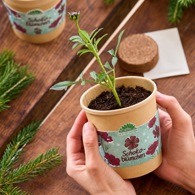 Chocolate Flower Growing Kit – Fragrant blooms in a cup — Ansicht 3