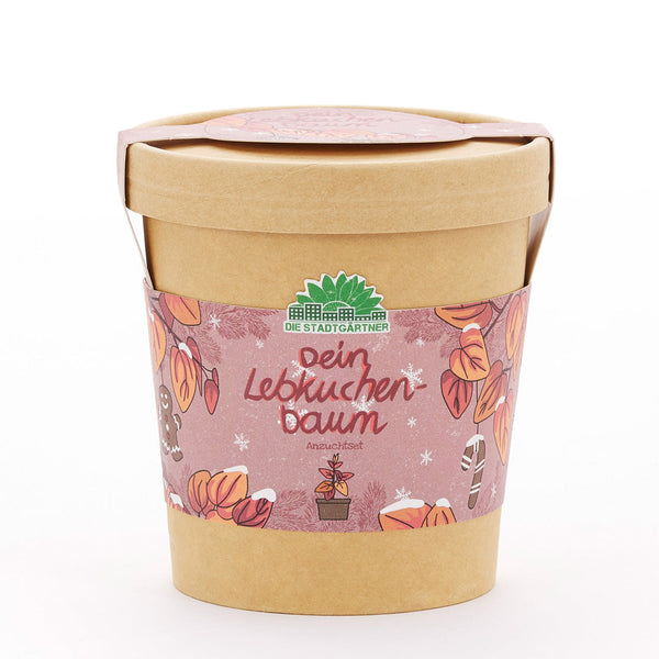 Katsura Tree Growing Kit – Katsura Tree in a Pot