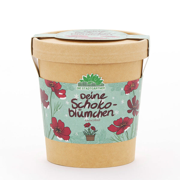 Schokoblumen Anzuchtset – Duftblüten im Becher