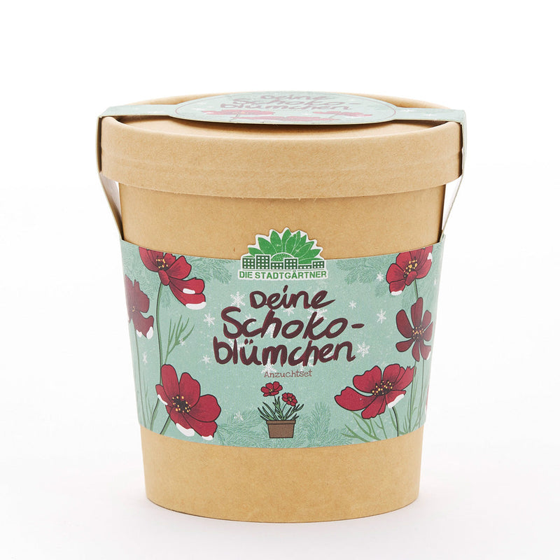Schokoblumen Anzuchtset – Duftblüten im Becher — Ansicht 2