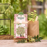 Mini Garden Bee Tree – Thousand Blossom Bush Seed Kit — Ansicht 1