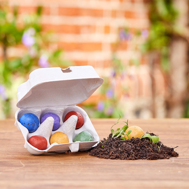 6 colorful Easter flowers - flower marbles in an egg carton — Die Stadtgärtner