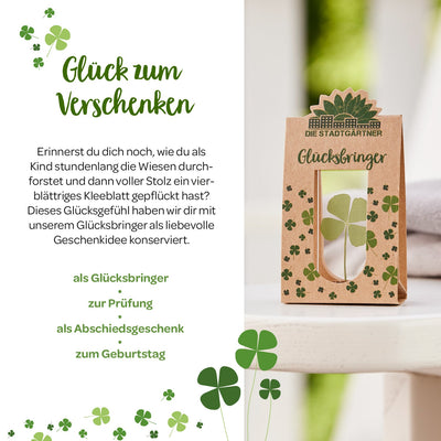Glücksbringer – Echtes vierblättriges Kleeblatt in Glas