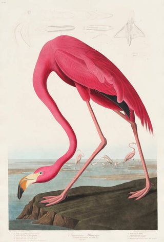 American Pink Flamingo – Animal Print | Fine Art | Canvas