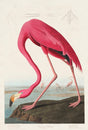 American Pink Flamingo - Animal Print Fine Art Canvas