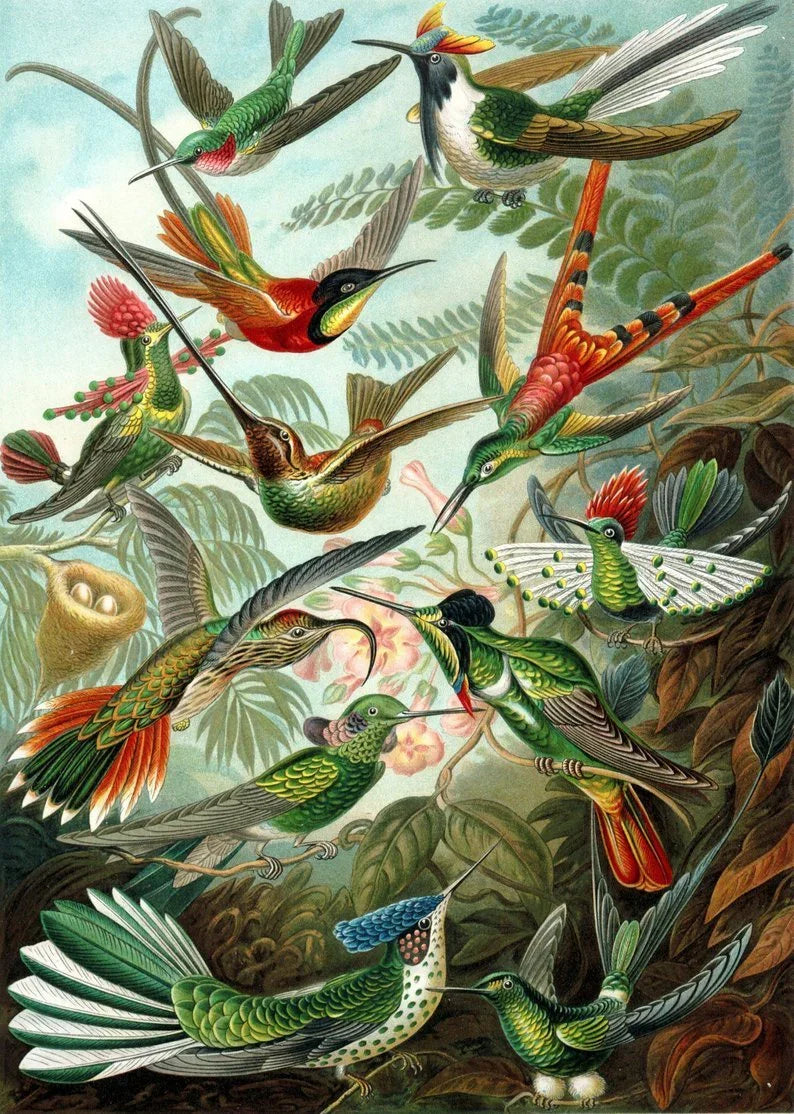 Birds of Paradise by Ernst Haeckel Poster – Naturwissenschaft trifft Ästhetik, handgefertigt Berlin — Ansicht 4