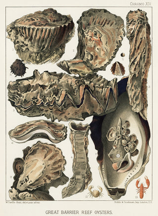 Barrier Reef Oyster Coral Chrome 13