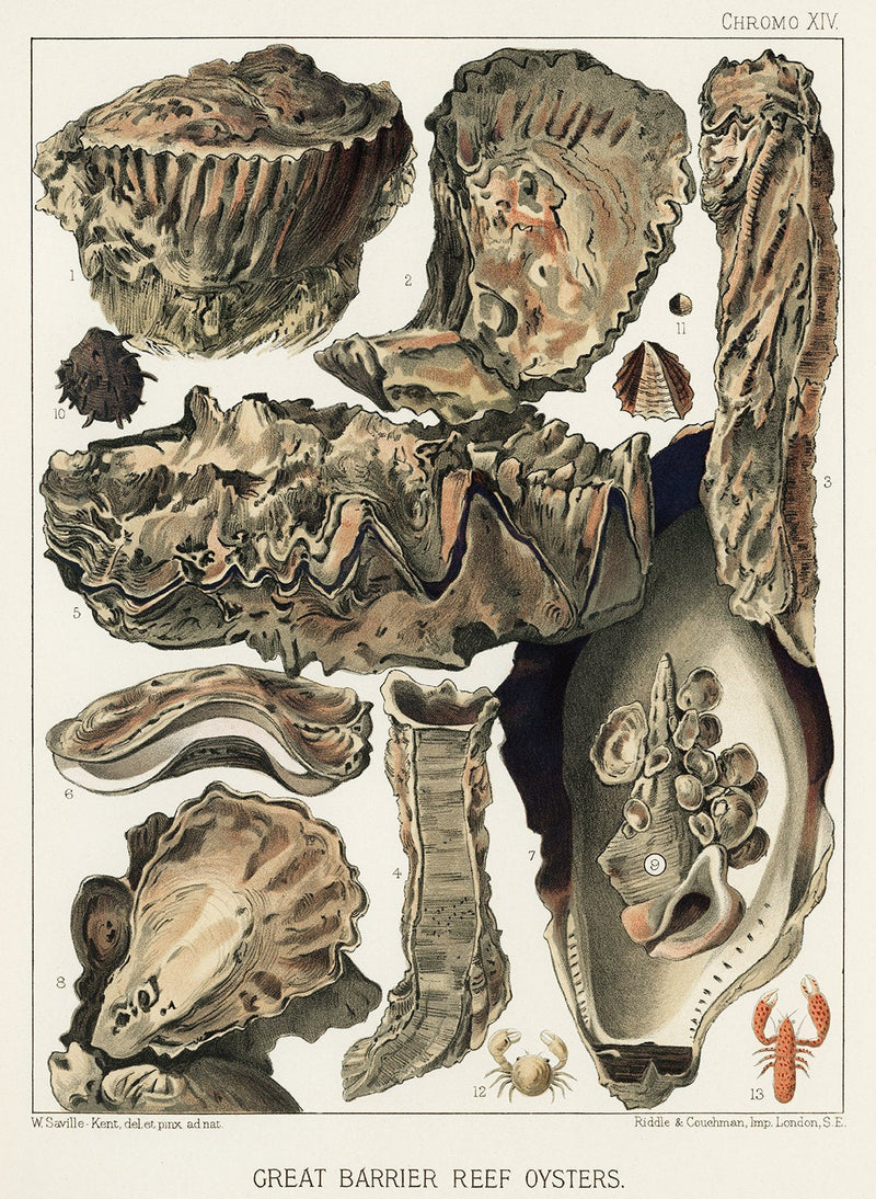 Barrier Reef Oyster Coral Chrome 13 – Archival Paper Art Print — Patroa Studio
