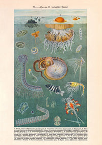 Marine Fauna II Poster – Hand-printed Berlin, UV-resistant Archival Ink — Ansicht 1