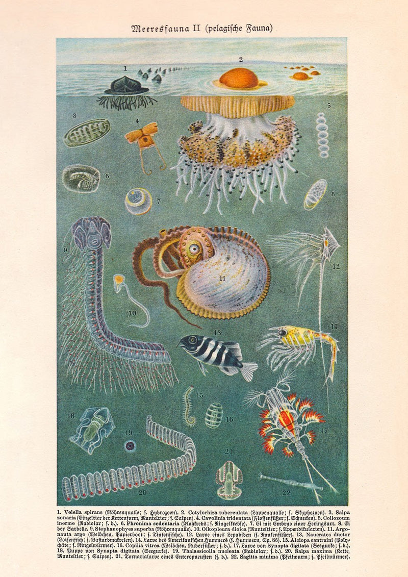 Marine Fauna II Poster – Hand-printed Berlin, UV-resistant Archival Ink — Patroa Studio