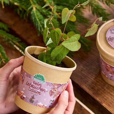 Katsura Tree Growing Kit – Katsura Tree in a Pot