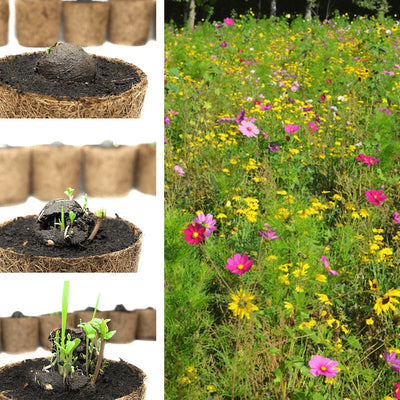 Loose Wildflower Seed Bombs unpackaged – DIY packaging 2–3 cm Ø