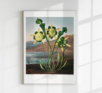 Pitcher Plant – The Temple of Flora | Kunstdruck | historische botanische Illustration — Ansicht 1
