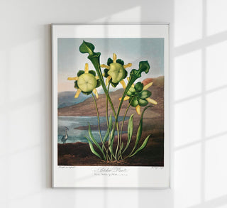 Pitcher Plant – The Temple of Flora, historischer botanischer Kunstdruck, detailreiche Kannenpflanzen-Illustration im Vintage-Stil auf Fine Art Papier oder Canvas

