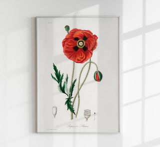 Poppy Flower Poster – Kunstdruck mit stilisierter Mohnblume