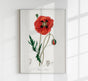 Poppy Flower Poster – Florales Motiv Kunstdruck Wanddekoration