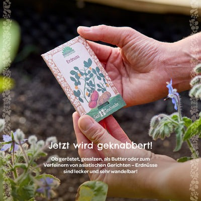 Peanut Seeds – open-pollinated and robust