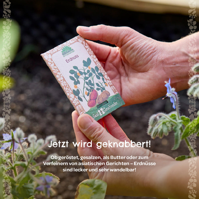Peanut Seeds – open-pollinated and robust — Ansicht 3