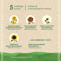 Saatgut-Set „Sonnenblumen“ – 5 Sorten, samenfest — Ansicht 4