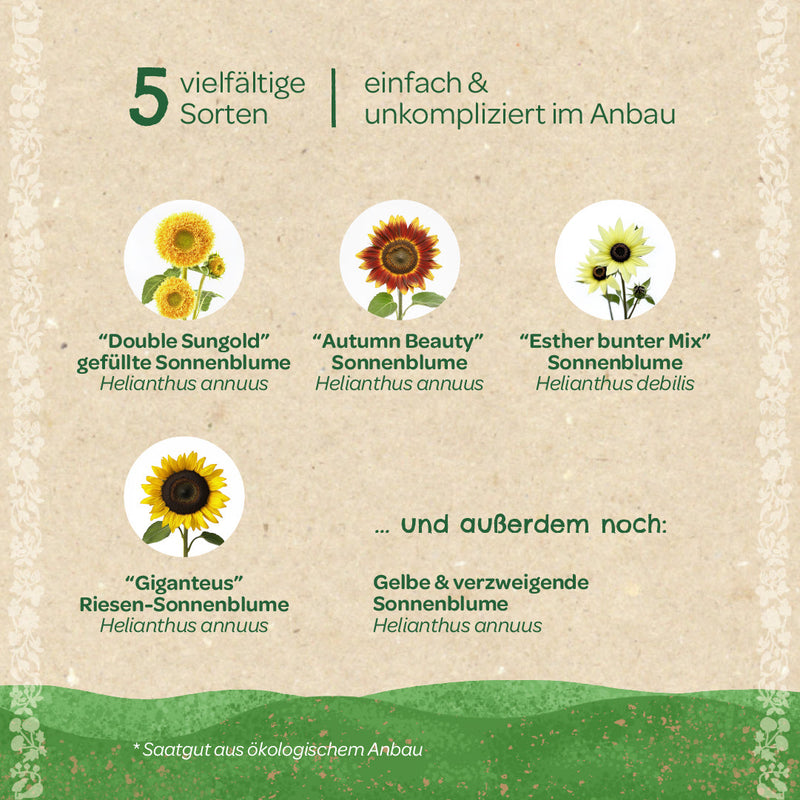 Saatgut-Set „Sonnenblumen“ – 5 Sorten, samenfest — Ansicht 4