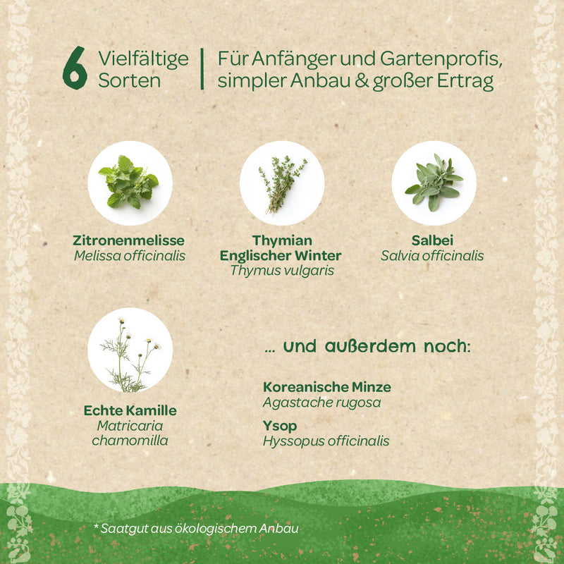BIO-Saatgut-Set „Teekräuter“ – 6 Sorten samenfest — Ansicht 4