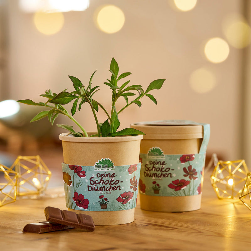 Schokoblumen Anzuchtset – Duftblüten im Becher — Die Stadtgärtner