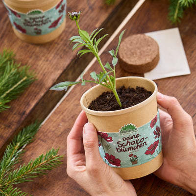 Schokoblumen Anzuchtset – Duftblüten im Becher