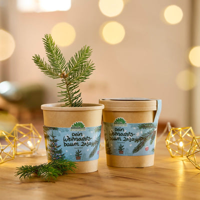 Festive Seed Growing Kit – 3 Christmas Varieties from Die Stadtgärtner