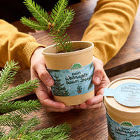 Weihnachtsbaum 2030 Anzuchtset – Fichte aus dem Becher — Ansicht 3