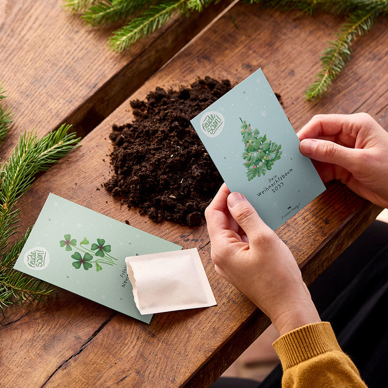 Spruce seeds "Christmas tree 2030" - Grow your own Christmas tree — Ansicht 3